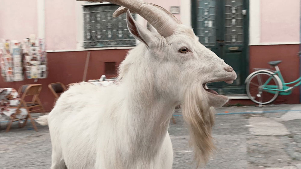 Nike-Angry-Goat